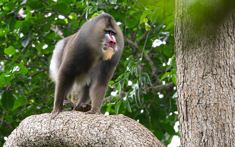 Alpha male - Parc national de La Lope (Gabon 2024)