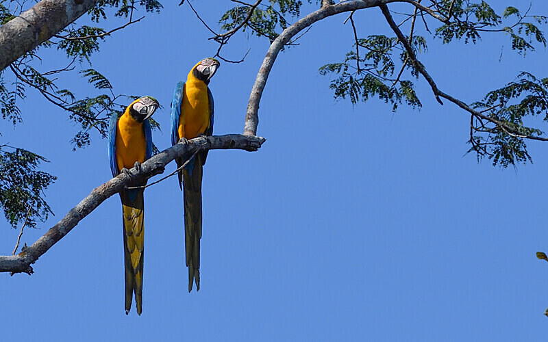 Blue and yellow macaw - Pacaya Samiria Pérou 2022