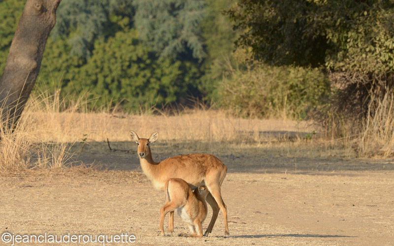Puku feeding her calf - South Luangwa N.P. Zambia 2013