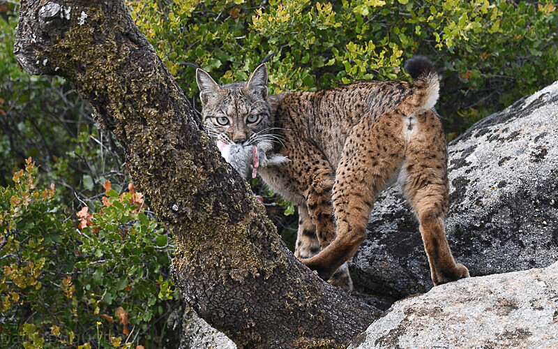  - Sierra de Andujar Andalucia (avril 2019)