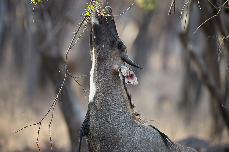 Nilgaut - Ranthambhore 2017