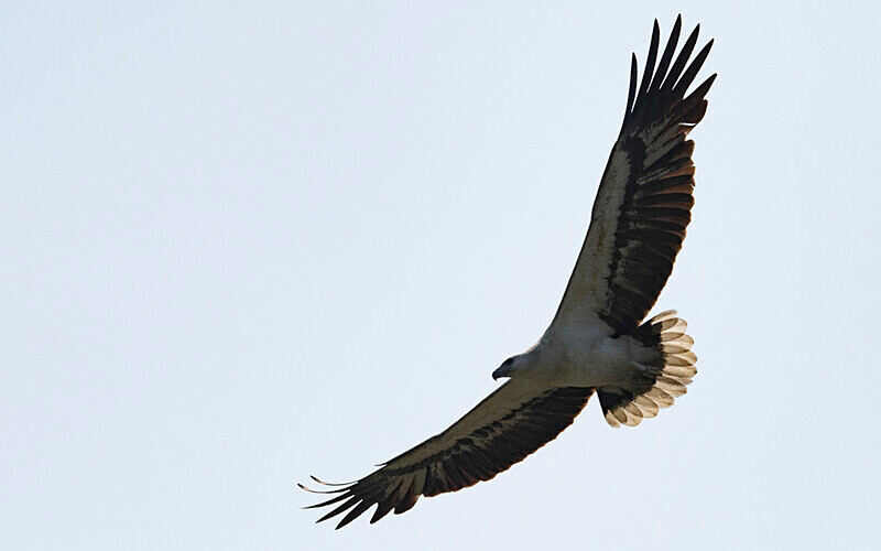 White-bellied Sea Eagle - Sundarban National Park North East India February 2025