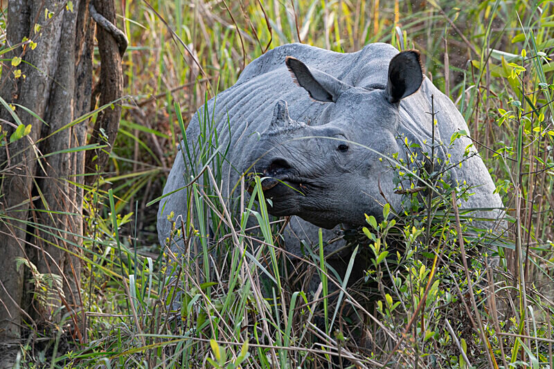 Rhino - Kaziranga National Park Noth East India 2025