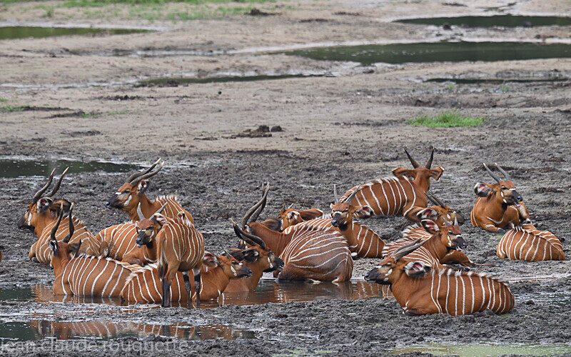  - Dzanga Sangha National Park (République Centrafricaine) 2019