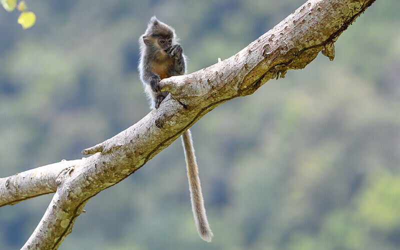 Silver leaf monkey - Sarawak (avril 2024) Borneo Malaisie