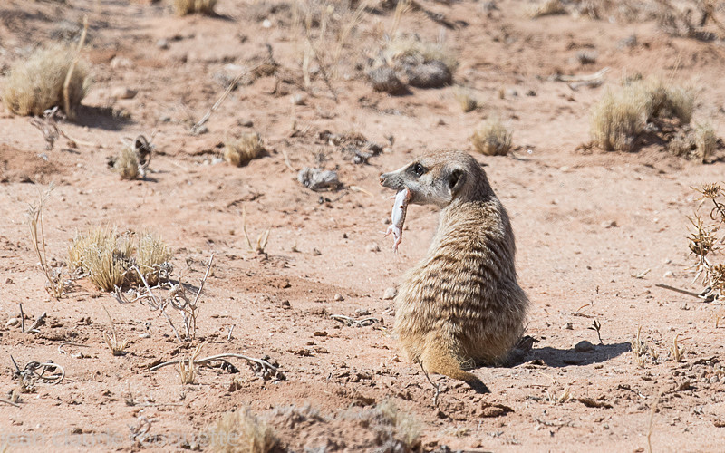  - Kgalagadi transfrontier park (2017)