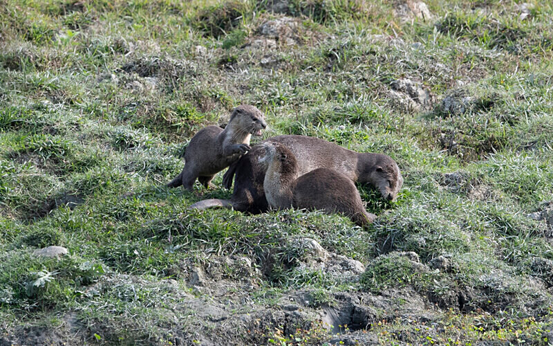 Otters family - Kaziranga National Park Noth East India 2025
