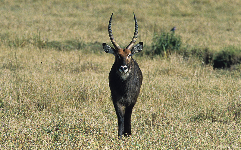 Male waterbuck - Masai mara 2009 oloololo gate (Kenya 2009)