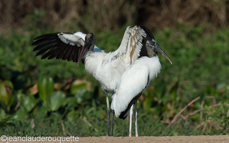 Woodstorks - Pantanal Brazil 2015