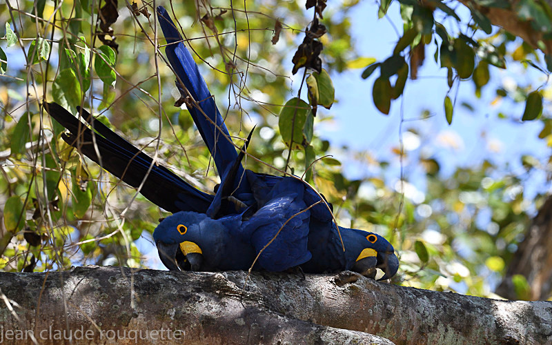  - Pantanal 2018 Porto Jofré