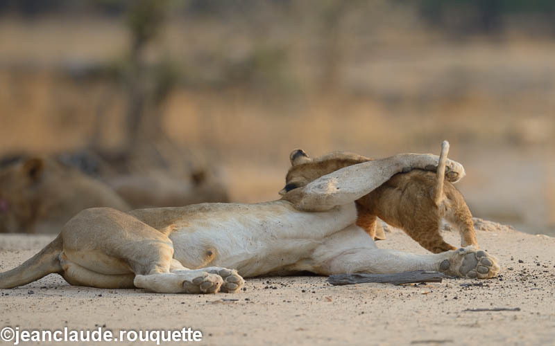  - South Luangwa 2014 (Zambia)