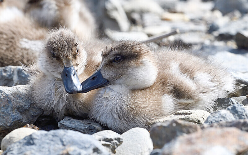 Patos Cuchara - Ushuaïa Malvinas South Georgia Antartica Peninsula