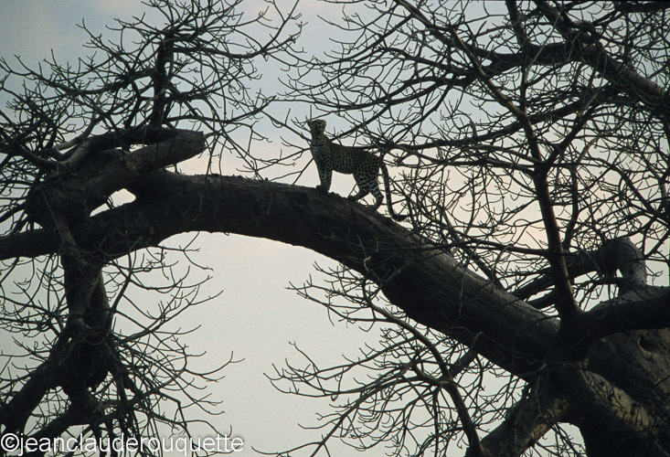 A leopard on a baobab tree - Ruaha N.P. Tanzania 2007