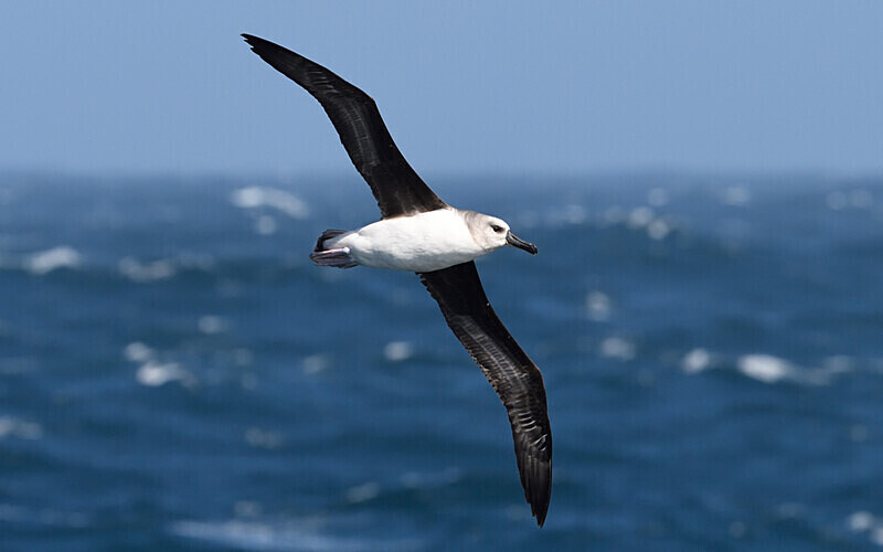 Grey Headed Albatros - Ushuaïa Malvinas South Georgia Antartica Peninsula