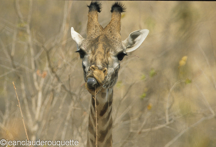 Giraffe - Ruaha N.P. Tanzania 2007