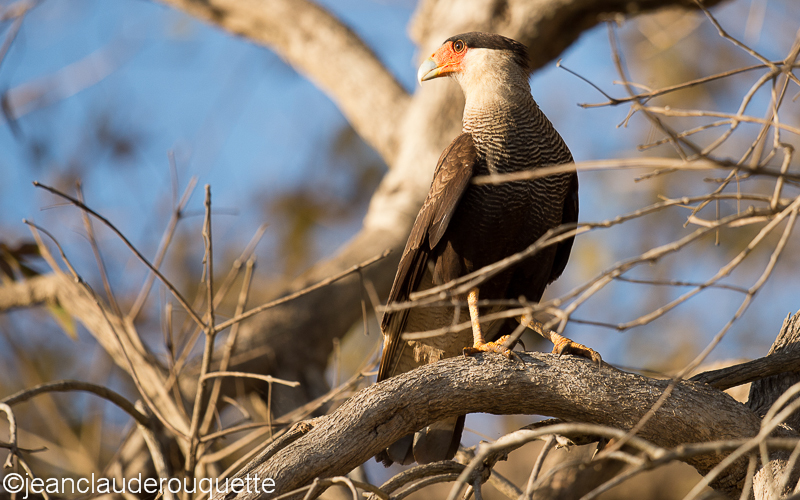 Crested Caracara - Pantanal Brazil 2015