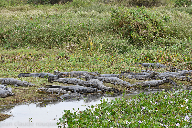  - Pantanal 2018 Porto Jofré