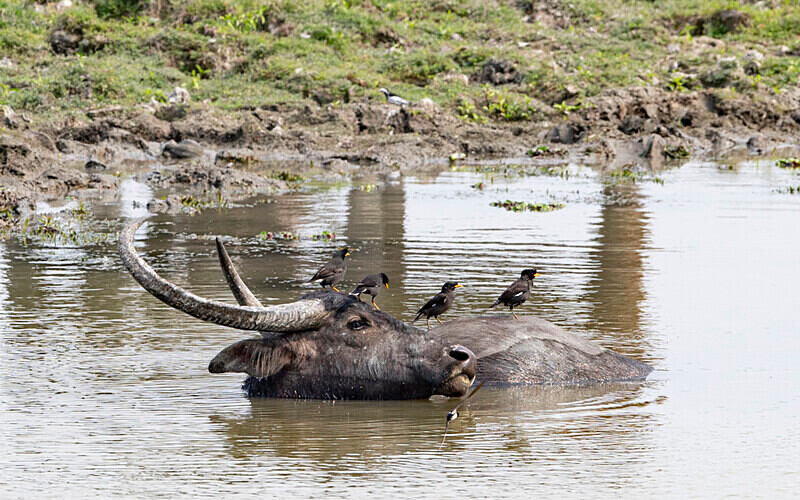 Buffaloe - Kaziranga National Park Noth East India 2025
