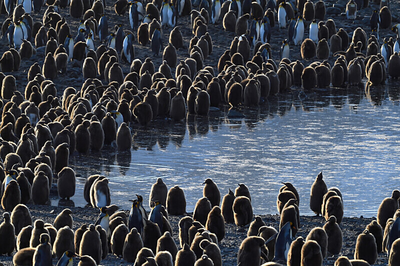  - Ushuaïa Malvinas South Georgia Antartica Peninsula