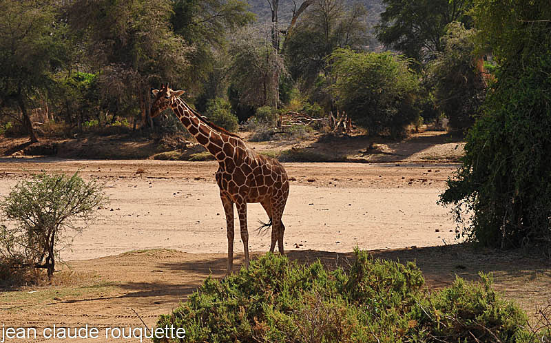 Reticulated giraffe. - Samburu national park (Kenya 2009)