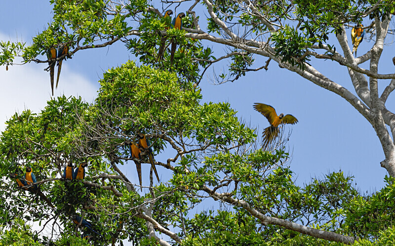 Blue-And-Yellow Macaw - Pacaya Samiria Pérou 2022