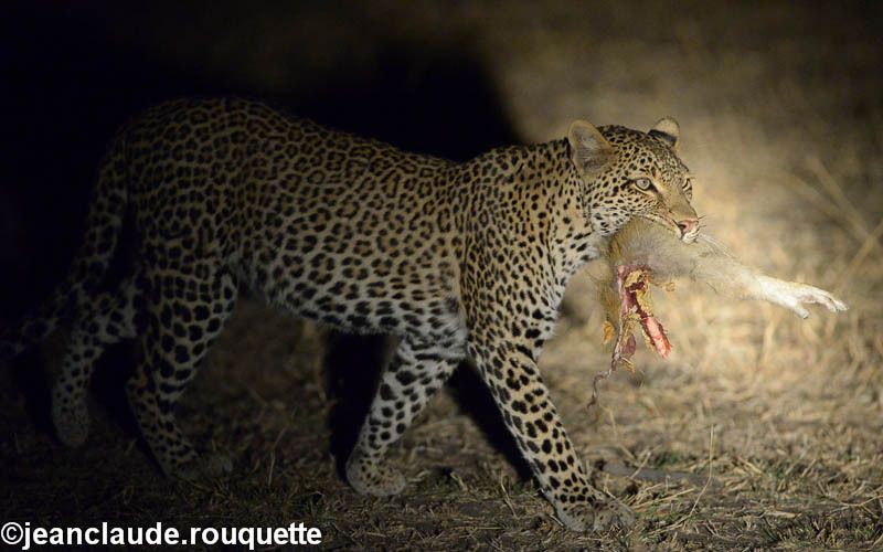  - South Luangwa 2014 (Zambia)