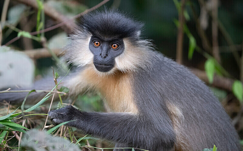 Capped Langur - Manas National Park North East India 2025