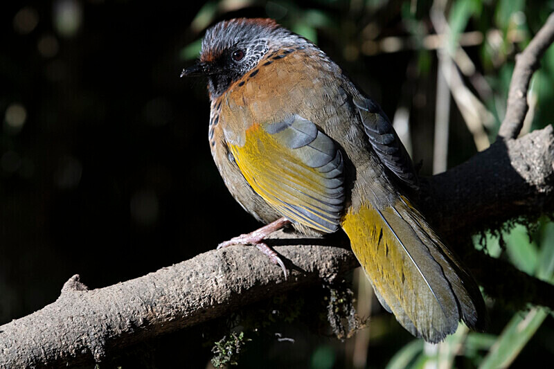 Chesnut-crowned Laughingthrush - Singalila National Park February 2025 North East India