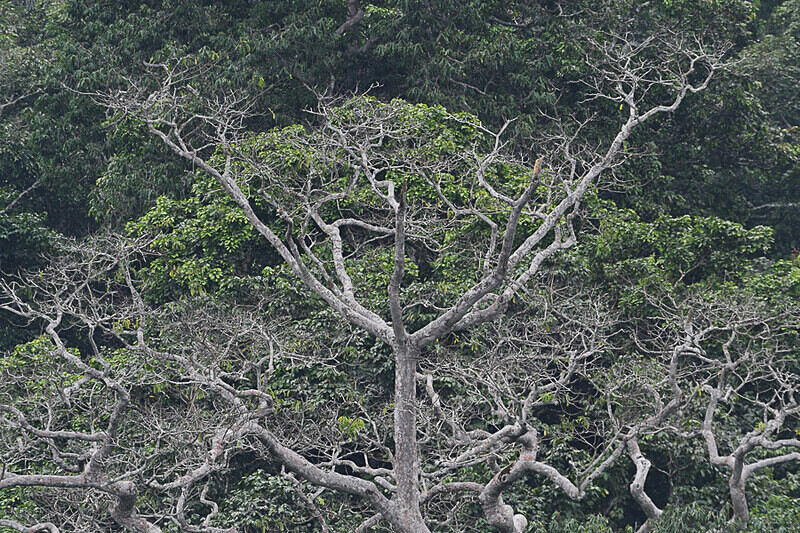  - Ivindo national park (Gabon 2024)