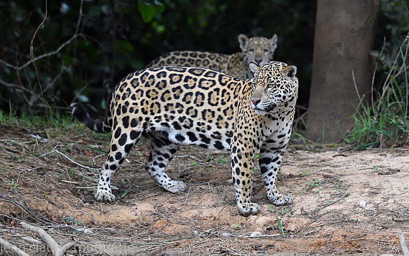  - Pantanal 2018 Porto Jofré