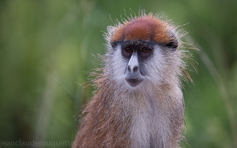 Murchison - Uganda 2016