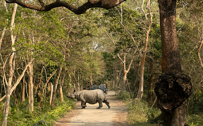Central gate - Kaziranga National Park Noth East India 2025