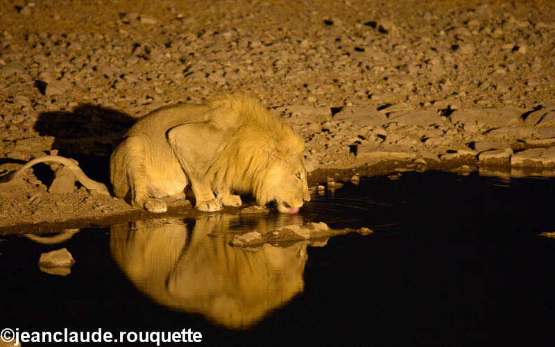 Halali camp - Etosha N.P.(Namibia 2013)