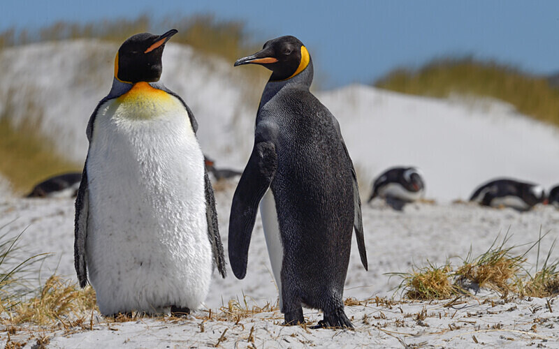  - Ushuaïa Malvinas South Georgia Antartica Peninsula