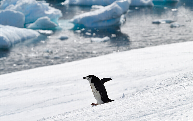  - Ushuaïa Malvinas South Georgia Antartica Peninsula