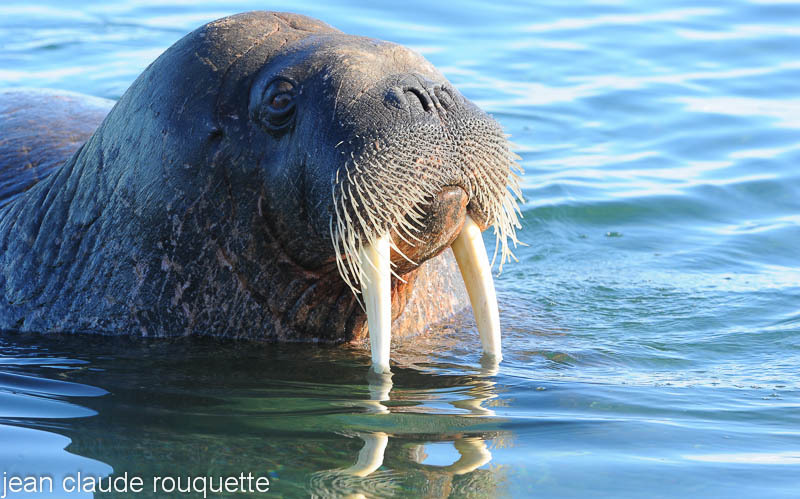 Curious walrus. - Svalbard et Norvège 2011