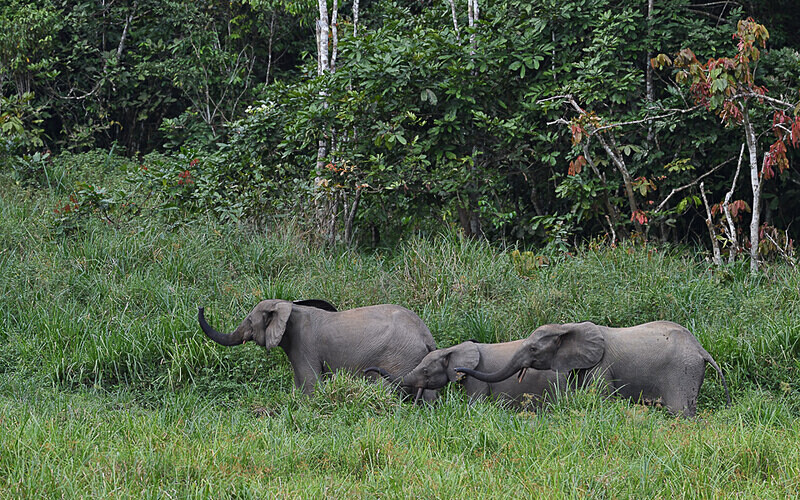  - Ivindo national park (Gabon 2024)