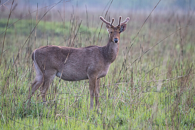 Swamp Deer - Manas National Park North East India 2025