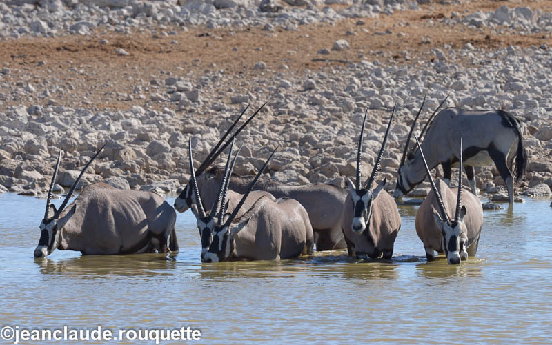 Okaukuejo - Etosha N.P.(Namibia 2013)