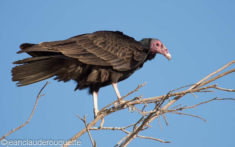 Turkey vulture - Pantanal Brazil 2015