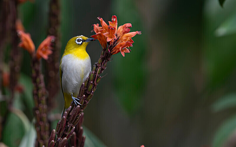 Oriental white-eye - Latpanchar