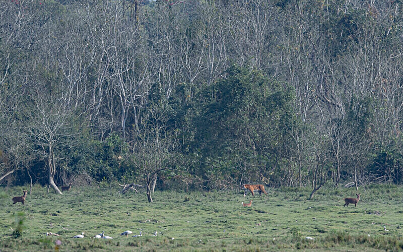 Tiger - Kaziranga National Park Noth East India 2025