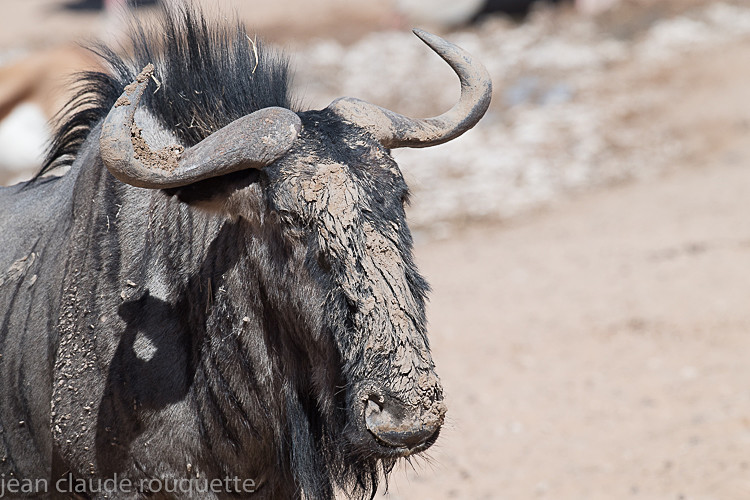  - Kgalagadi transfrontier park (2017)