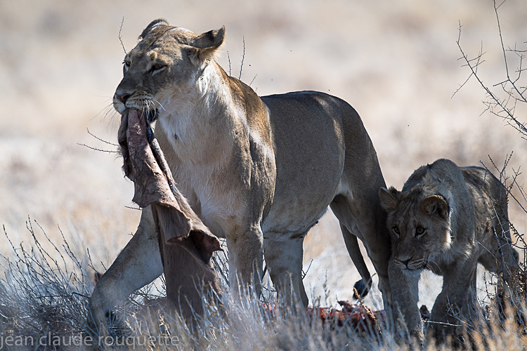  - Kgalagadi transfrontier park (2017)