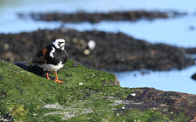 Unst - Shetlands and Cairngorn national park (Scotland)