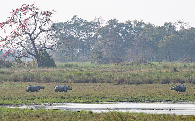 Rhinos - Kaziranga National Park Noth East India 2025