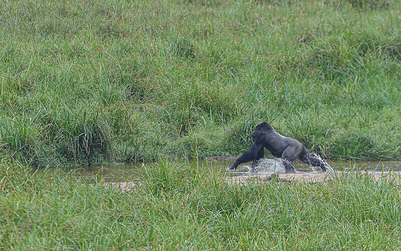 Silver back crossing the river in Langoué baï - Ivindo national park (Gabon 2024)