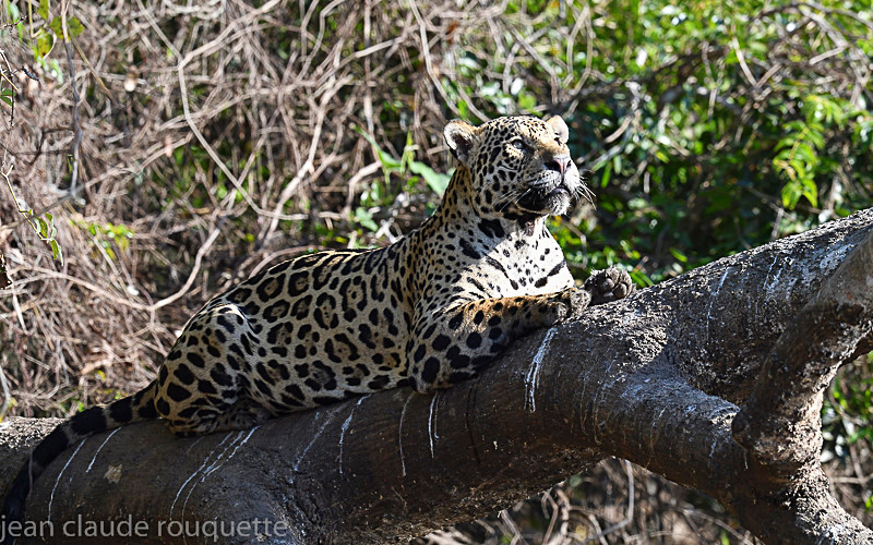  - Pantanal 2018 Porto Jofré