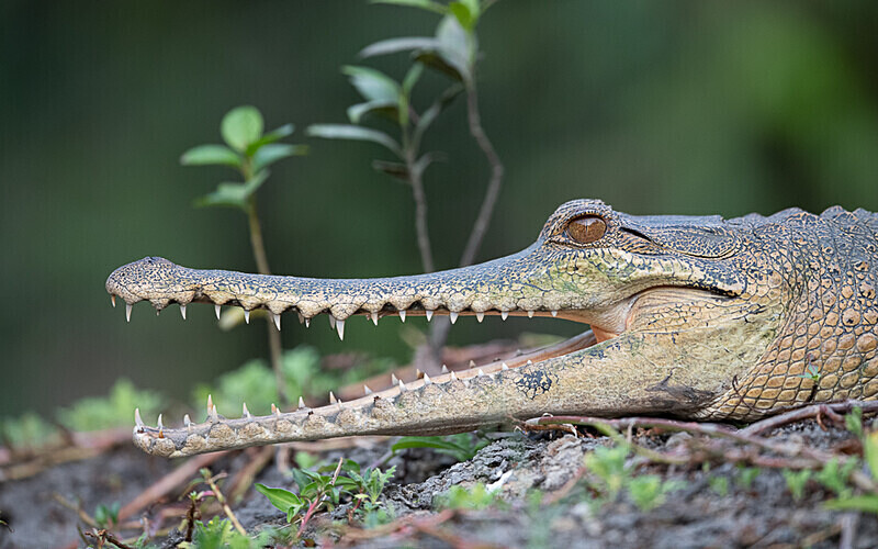 Faux gavial - Loango national park (Gabon 2024)