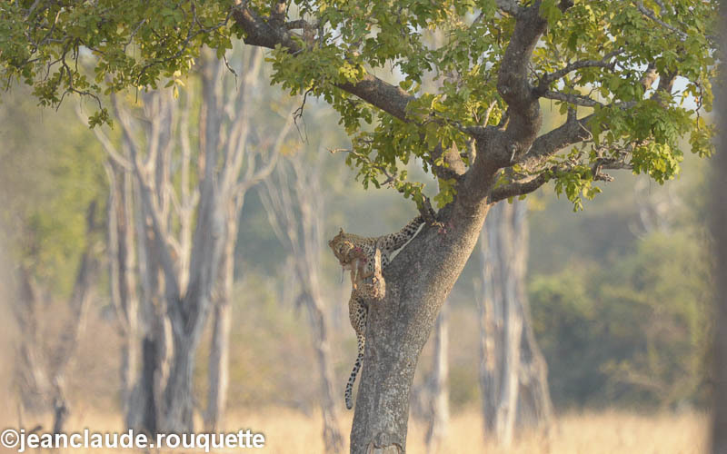 A leopard taking its prey from the tree - South Luangwa N.P. Zambia 2013
